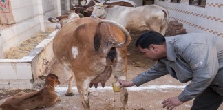 Kravlji urin leči kancer i mnoge druge bolesti