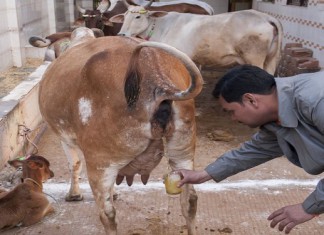 Kravlji urin leči kancer i mnoge druge bolesti