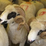 kurban – Copie