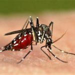 zika virus