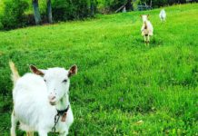 Kozje mleko spada u najzdravije namirnice