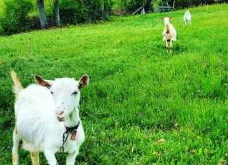 Kozje mleko spada u najzdravije namirnice