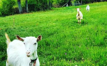 Kozje mleko spada u najzdravije namirnice