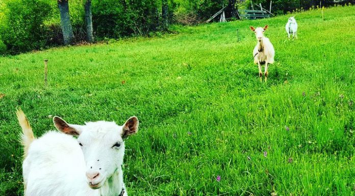 Kozje mleko spada u najzdravije namirnice