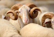 Danas je Kurban-bajram drugi najveći muslimanski praznik