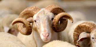 Danas je Kurban-bajram drugi najveći muslimanski praznik