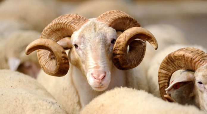 Danas je Kurban-bajram drugi najveći muslimanski praznik