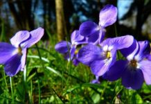 Danas počelo proleće