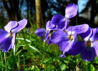 Danas počelo proleće