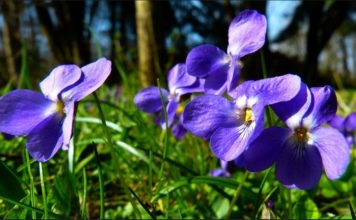Danas počelo proleće