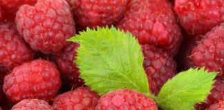 Samo prva klasa maline 120 dinara, ostalo po 80 dinara