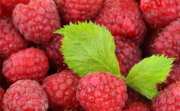 Potrebni radnici za branje maline u Arilju