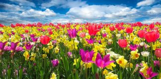 Sutra počinje proleće