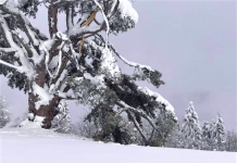 SNEG POLOMIO SVETI BOR U КAMENOJ GORI Foto: Rina