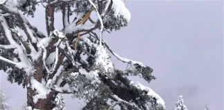 SNEG POLOMIO SVETI BOR U КAMENOJ GORI Foto: Rina