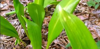 Sremuš ili medveđi luk – je hrana i lek