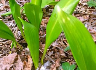 Sremuš ili medveđi luk – je hrana i lek