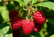 Švajcarska kompanija LUKOWA vrši otkup maline u Ivanju