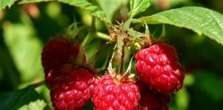 Švajcarska kompanija LUKOWA vrši otkup maline u Ivanju