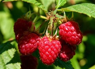 Švajcarska kompanija LUKOWA vrši otkup maline u Ivanju