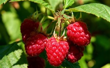 Švajcarska kompanija LUKOWA vrši otkup maline u Ivanju